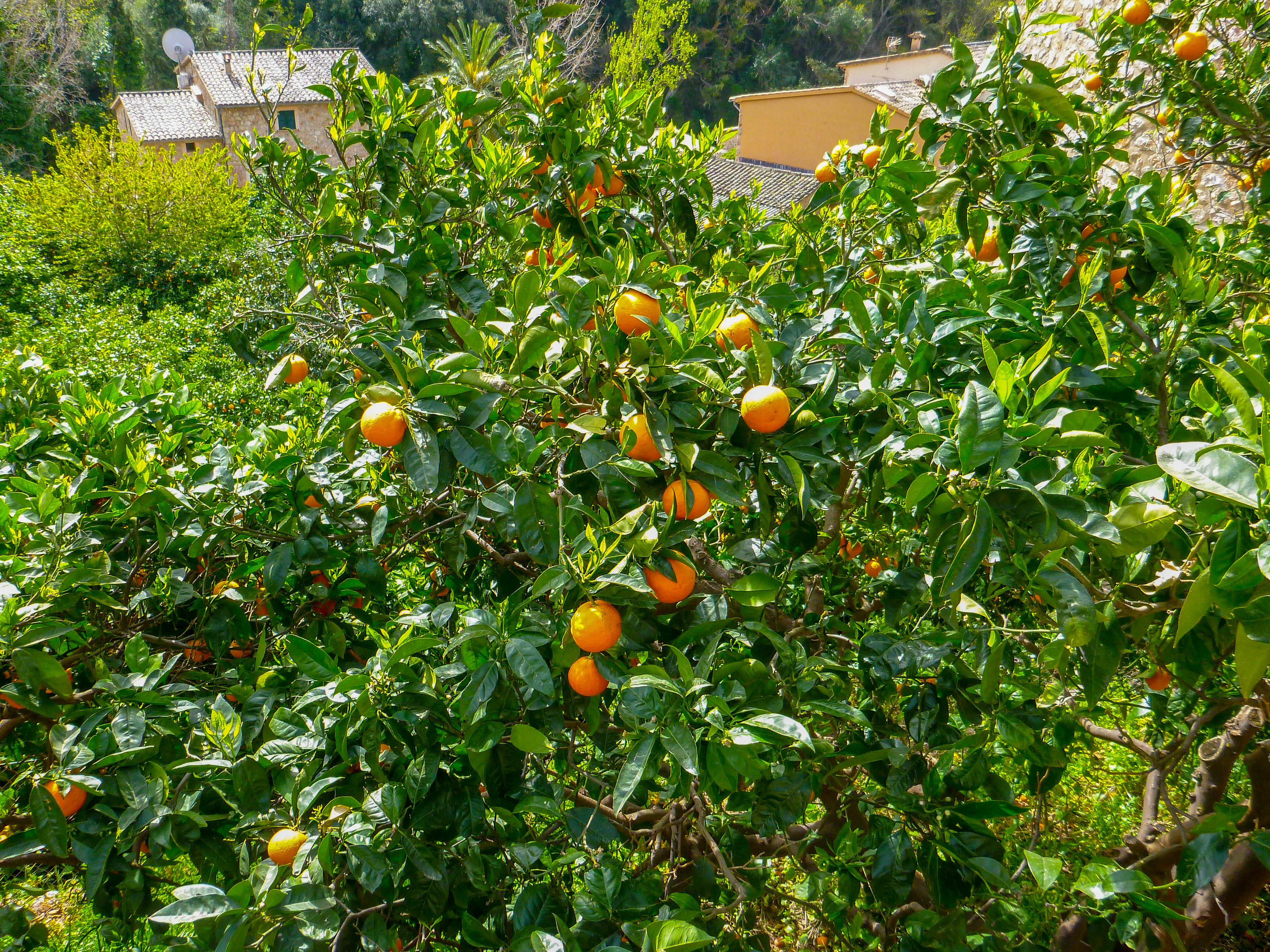 P1070088