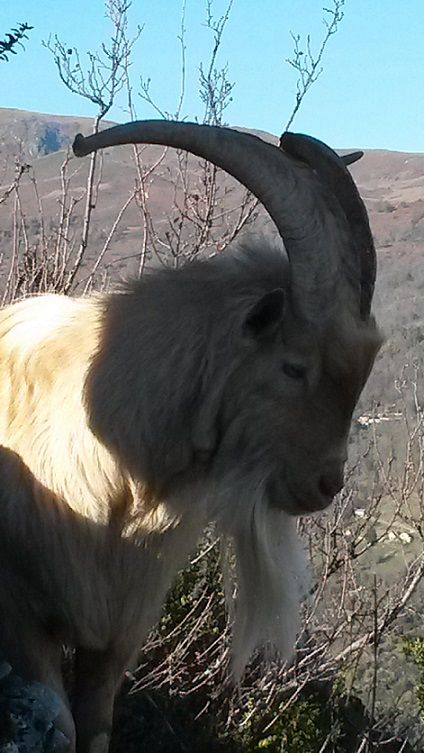 Bouc resultat