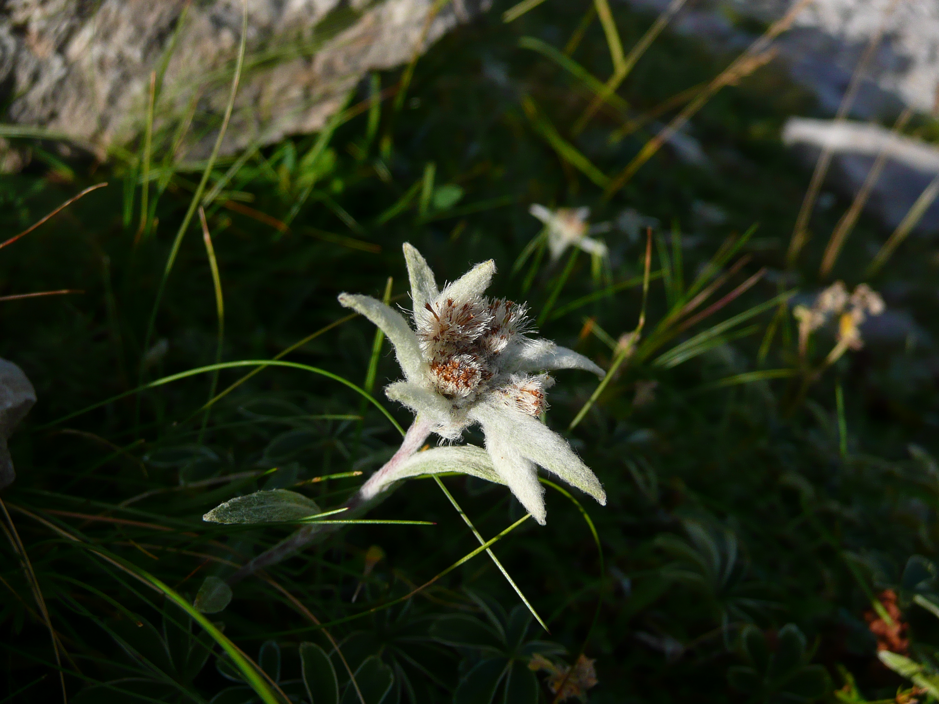 P1150016