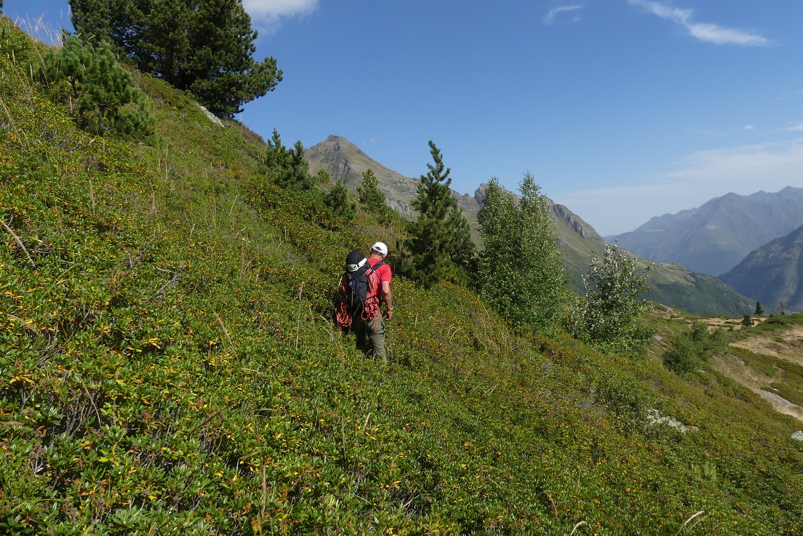 Photo de Seb au milieu d'un champ de rhododendrons en pente. Les buissons lui arrivent au genoux.