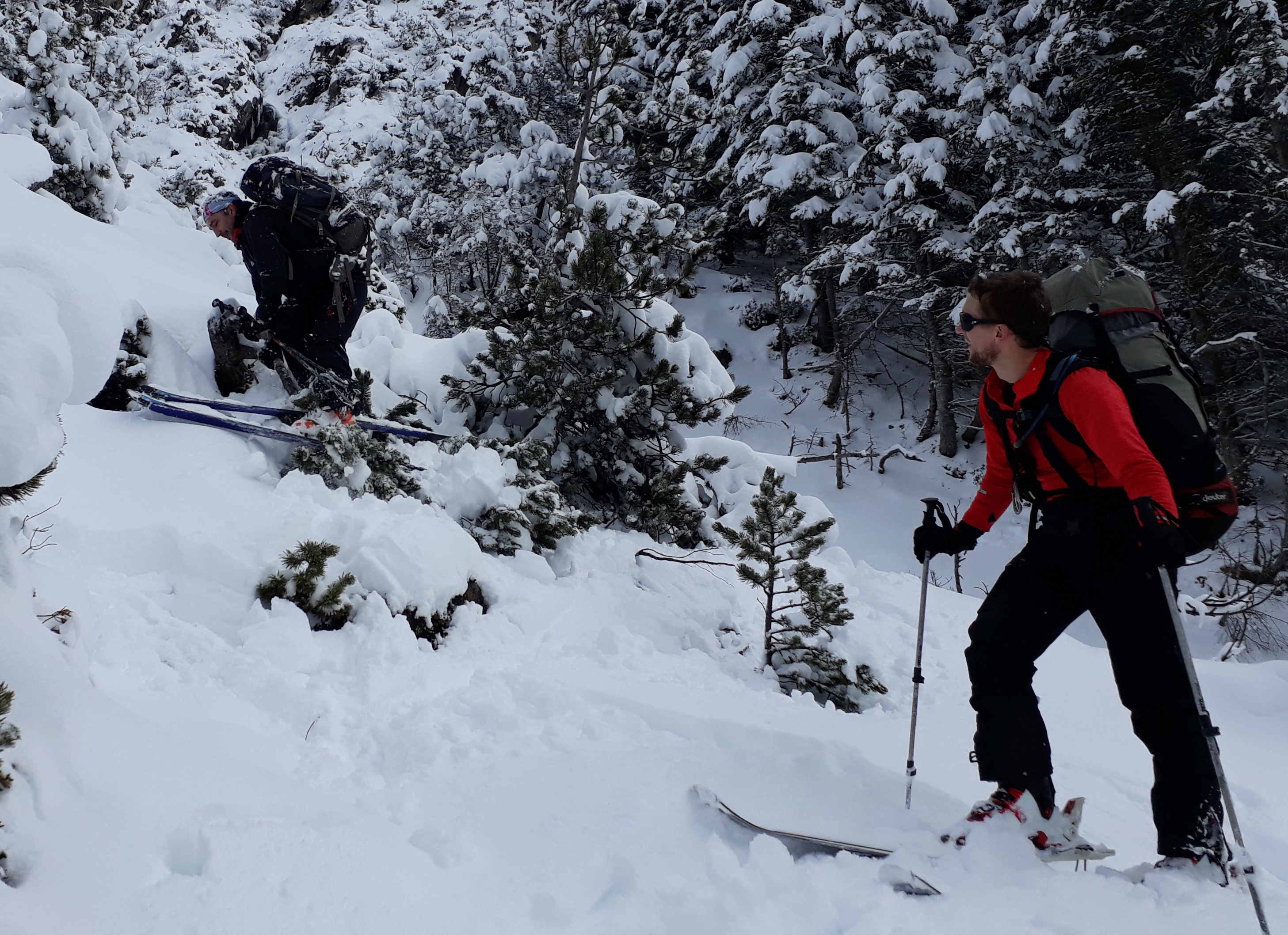Orel embrasse un sapin. Orel sapins